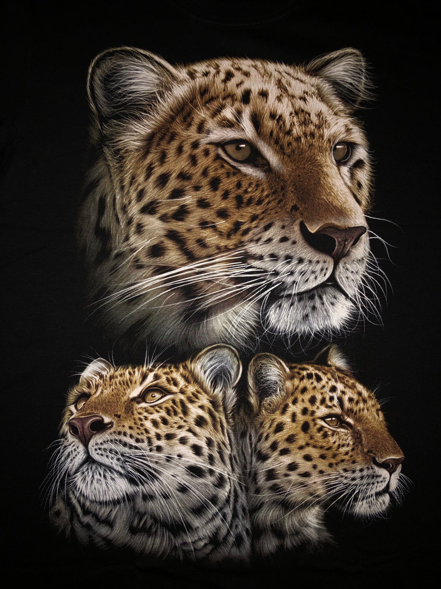 LEO02 - Leopard - Faces