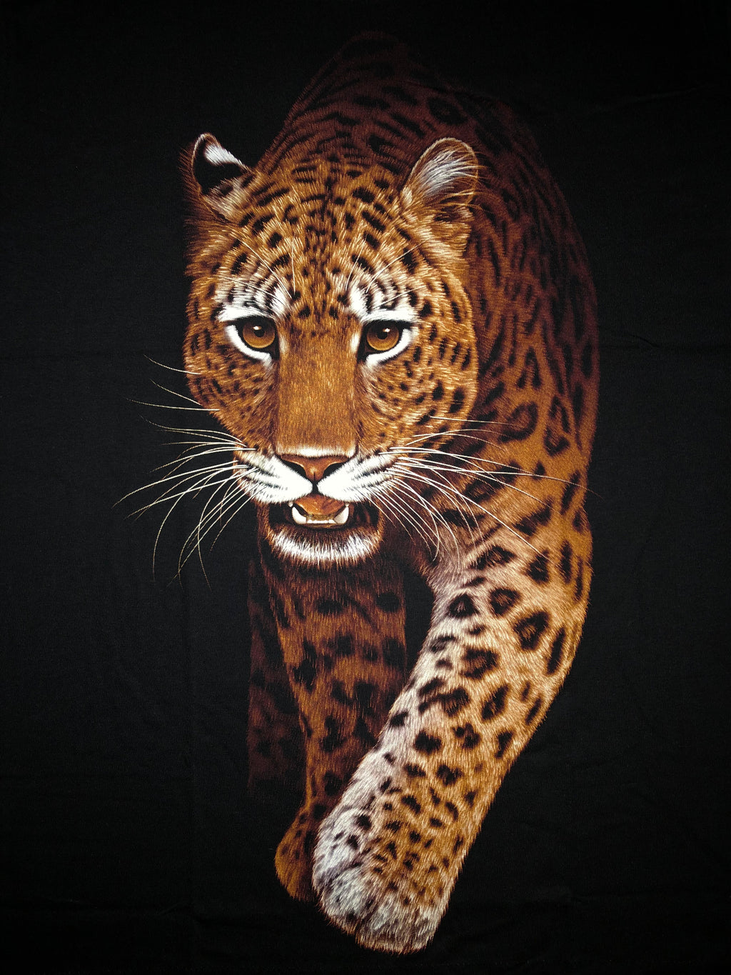LEO04 - Leopard - Walking